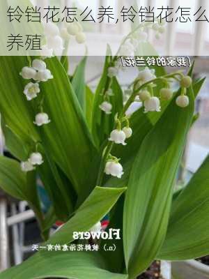 铃铛花怎么养,铃铛花怎么养殖