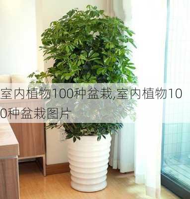 室内植物100种盆栽,室内植物100种盆栽图片