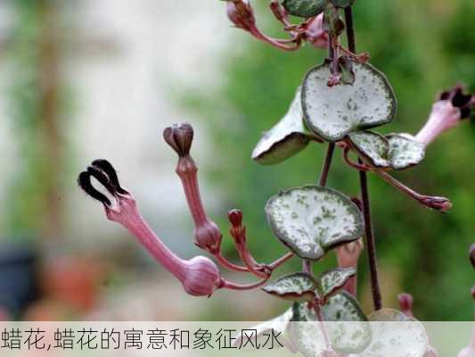 蜡花,蜡花的寓意和象征风水-第3张图片-花卉百科