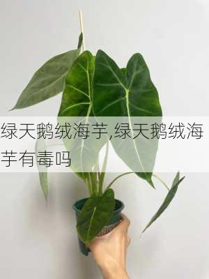 绿天鹅绒海芋,绿天鹅绒海芋有毒吗-第3张图片-花卉百科