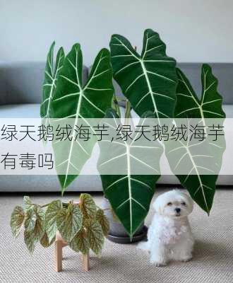 绿天鹅绒海芋,绿天鹅绒海芋有毒吗