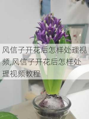 风信子开花后怎样处理视频,风信子开花后怎样处理视频教程