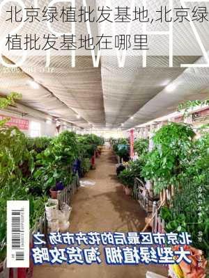 北京绿植批发基地,北京绿植批发基地在哪里-第2张图片-花卉百科