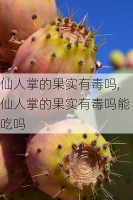 仙人掌的果实有毒吗,仙人掌的果实有毒吗能吃吗