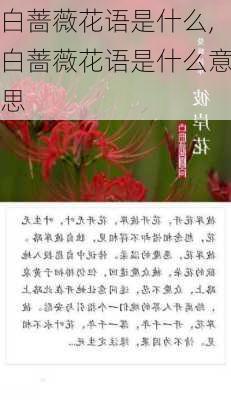 白蔷薇花语是什么,白蔷薇花语是什么意思-第2张图片-花卉百科