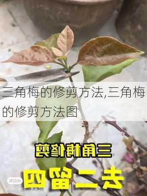 三角梅的修剪方法,三角梅的修剪方法图-第1张图片-花卉百科