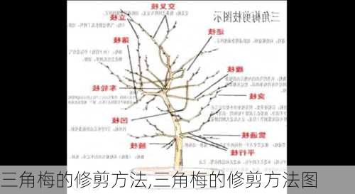 三角梅的修剪方法,三角梅的修剪方法图-第3张图片-花卉百科