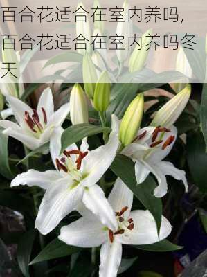 百合花适合在室内养吗,百合花适合在室内养吗冬天