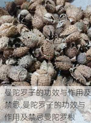 曼陀罗子的功效与作用及禁忌,曼陀罗子的功效与作用及禁忌曼陀罗根-第2张图片-花卉百科