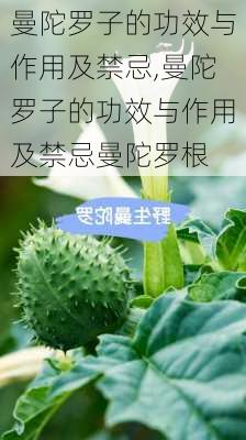 曼陀罗子的功效与作用及禁忌,曼陀罗子的功效与作用及禁忌曼陀罗根-第1张图片-花卉百科