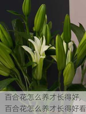 百合花怎么养才长得好,百合花怎么养才长得好看