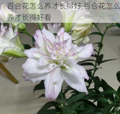 百合花怎么养才长得好,百合花怎么养才长得好看-第3张图片-花卉百科