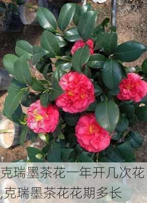 克瑞墨茶花一年开几次花,克瑞墨茶花花期多长-第2张图片-花卉百科