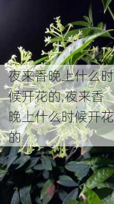 夜来香晚上什么时候开花的,夜来香晚上什么时候开花的