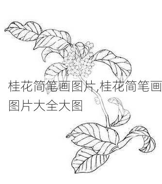 桂花简笔画图片,桂花简笔画图片大全大图-第2张图片-花卉百科