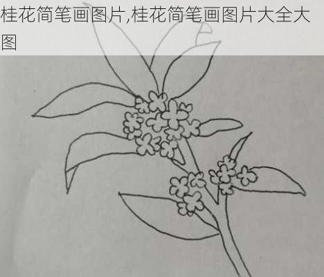 桂花简笔画图片,桂花简笔画图片大全大图-第3张图片-花卉百科