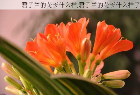 君子兰的花长什么样,君子兰的花长什么样子