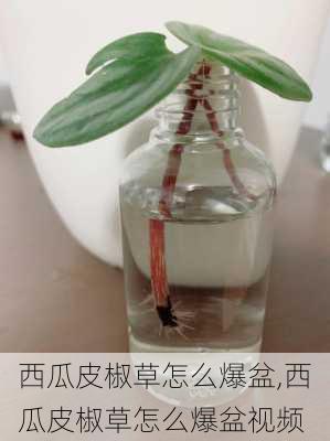 西瓜皮椒草怎么爆盆,西瓜皮椒草怎么爆盆视频