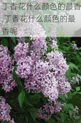 丁香花什么颜色的最香,丁香花什么颜色的最香呢