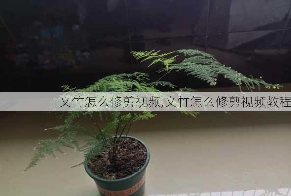 文竹怎么修剪视频,文竹怎么修剪视频教程-第2张图片-花卉百科