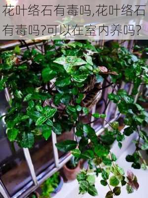 花叶络石有毒吗,花叶络石有毒吗?可以在室内养吗?