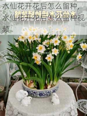 水仙花开花后怎么留种,水仙花开花后怎么留种视频-第1张图片-花卉百科