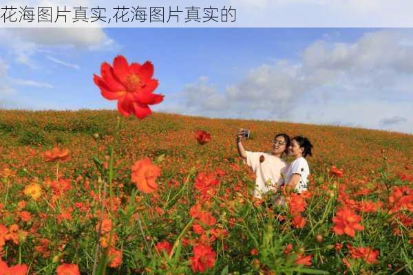 花海图片真实,花海图片真实的