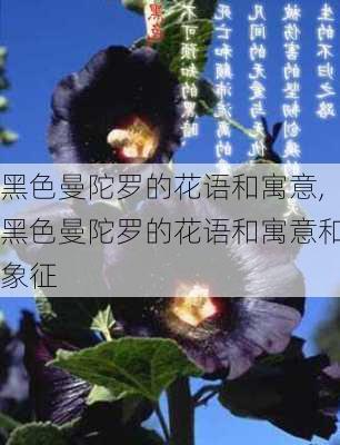 黑色曼陀罗的花语和寓意,黑色曼陀罗的花语和寓意和象征-第2张图片-花卉百科