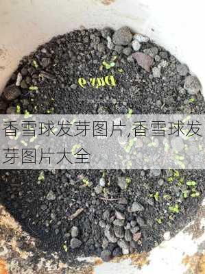 香雪球发芽图片,香雪球发芽图片大全