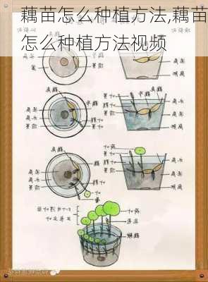 藕苗怎么种植方法,藕苗怎么种植方法视频