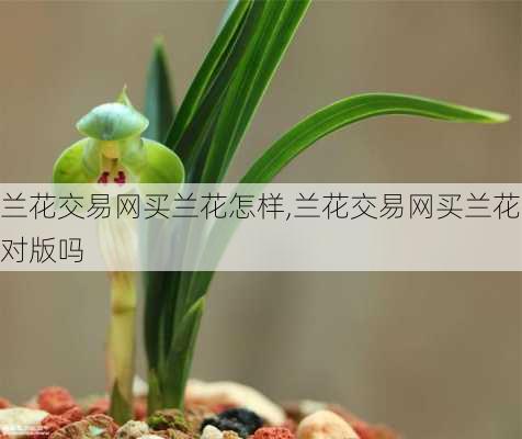 兰花交易网买兰花怎样,兰花交易网买兰花对版吗-第1张图片-花卉百科