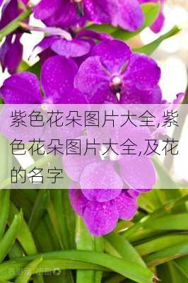 紫色花朵图片大全,紫色花朵图片大全,及花的名字