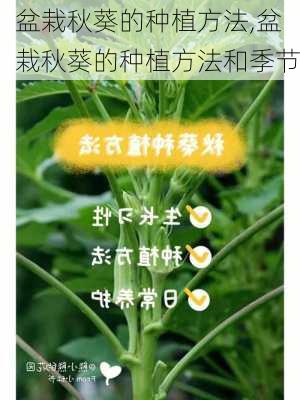 盆栽秋葵的种植方法,盆栽秋葵的种植方法和季节-第1张图片-花卉百科