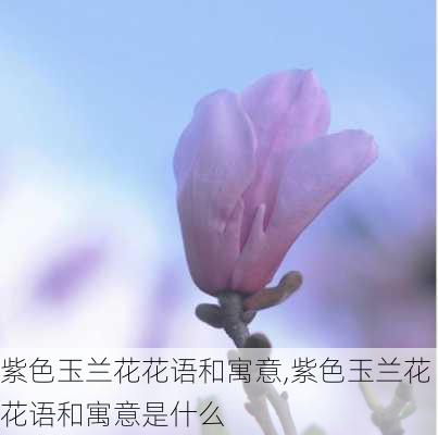 紫色玉兰花花语和寓意,紫色玉兰花花语和寓意是什么-第2张图片-花卉百科