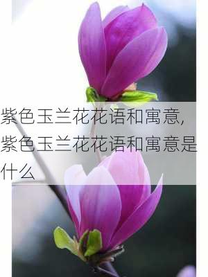 紫色玉兰花花语和寓意,紫色玉兰花花语和寓意是什么-第1张图片-花卉百科