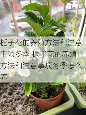 栀子花的养殖方法和注意事项冬季,栀子花的养殖方法和注意事项冬季怎么养