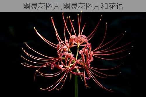 幽灵花图片,幽灵花图片和花语