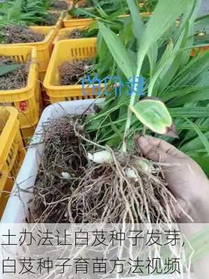 土办法让白芨种子发芽,白芨种子育苗方法视频