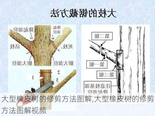 大型橡皮树的修剪方法图解,大型橡皮树的修剪方法图解视频