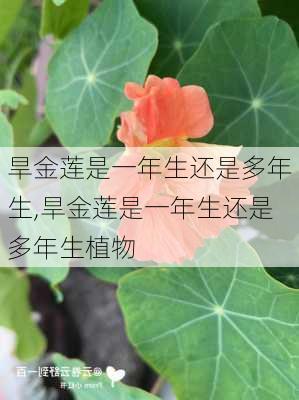 旱金莲是一年生还是多年生,旱金莲是一年生还是多年生植物