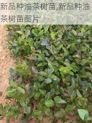 新品种油茶树苗,新品种油茶树苗图片