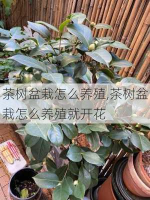 茶树盆栽怎么养殖,茶树盆栽怎么养殖就开花