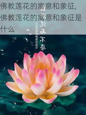 佛教莲花的寓意和象征,佛教莲花的寓意和象征是什么