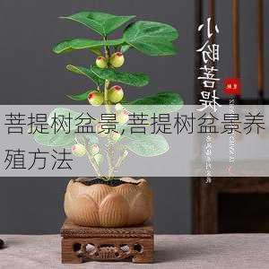 菩提树盆景,菩提树盆景养殖方法