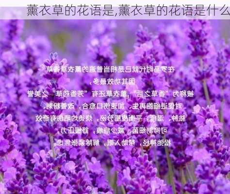 薰衣草的花语是,薰衣草的花语是什么