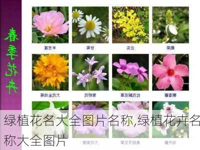 绿植花名大全图片名称,绿植花卉名称大全图片