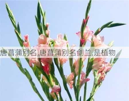 唐菖蒲别名,唐菖蒲别名剑兰,是植物-第2张图片-花卉百科