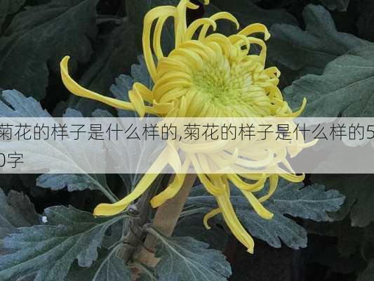 菊花的样子是什么样的,菊花的样子是什么样的50字