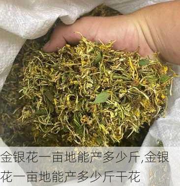 金银花一亩地能产多少斤,金银花一亩地能产多少斤干花-第2张图片-花卉百科