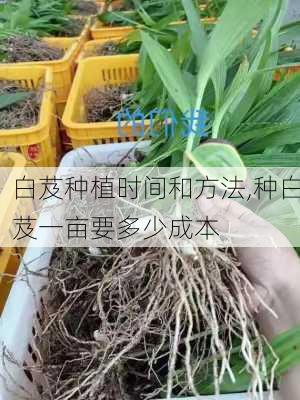 白芨种植时间和方法,种白芨一亩要多少成本